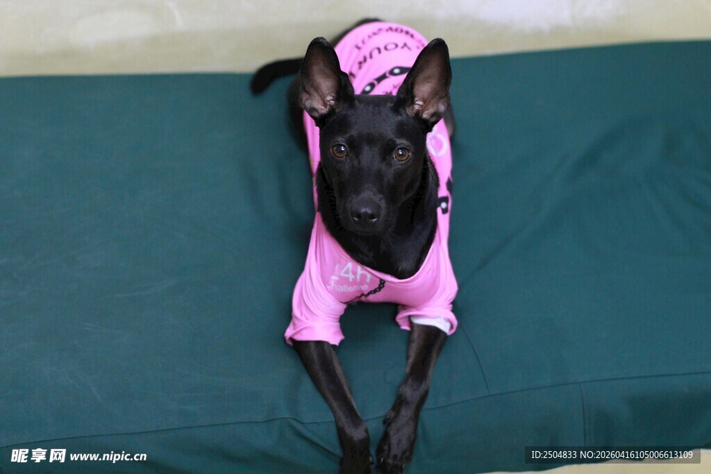 趴着的粉色衣服小狗