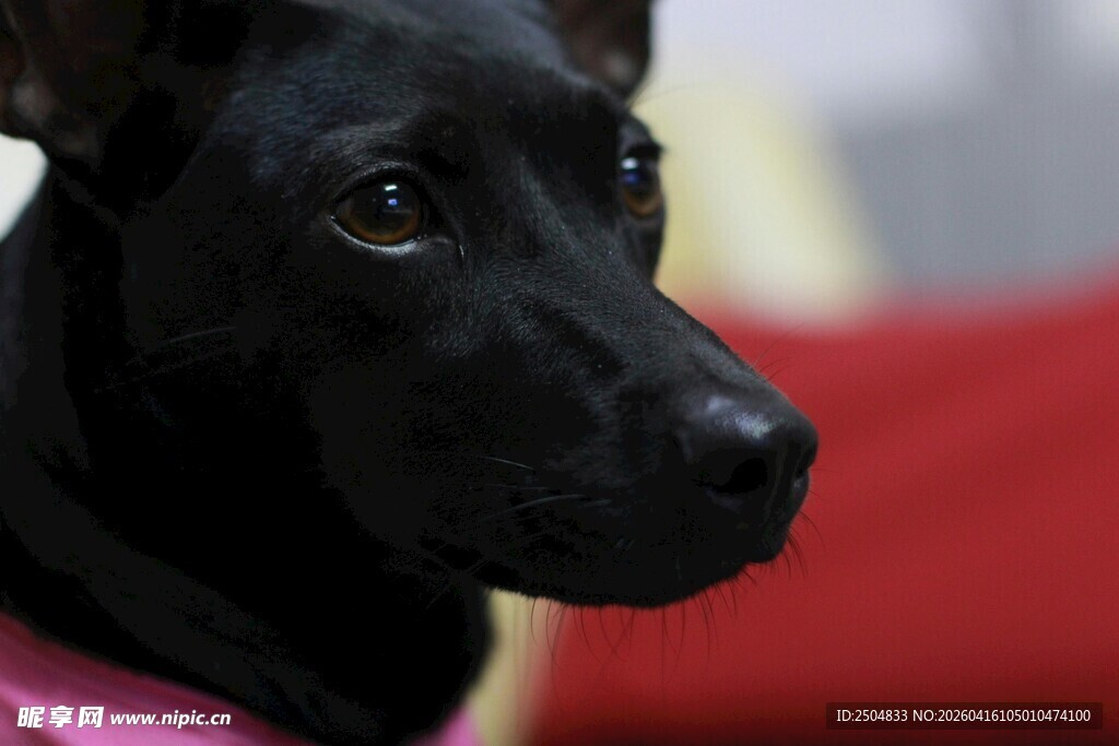 可爱黑犬穿粉色衣物