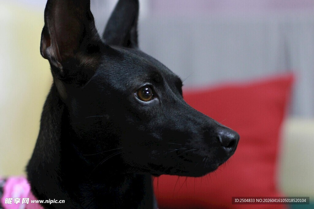黑色萌犬特写