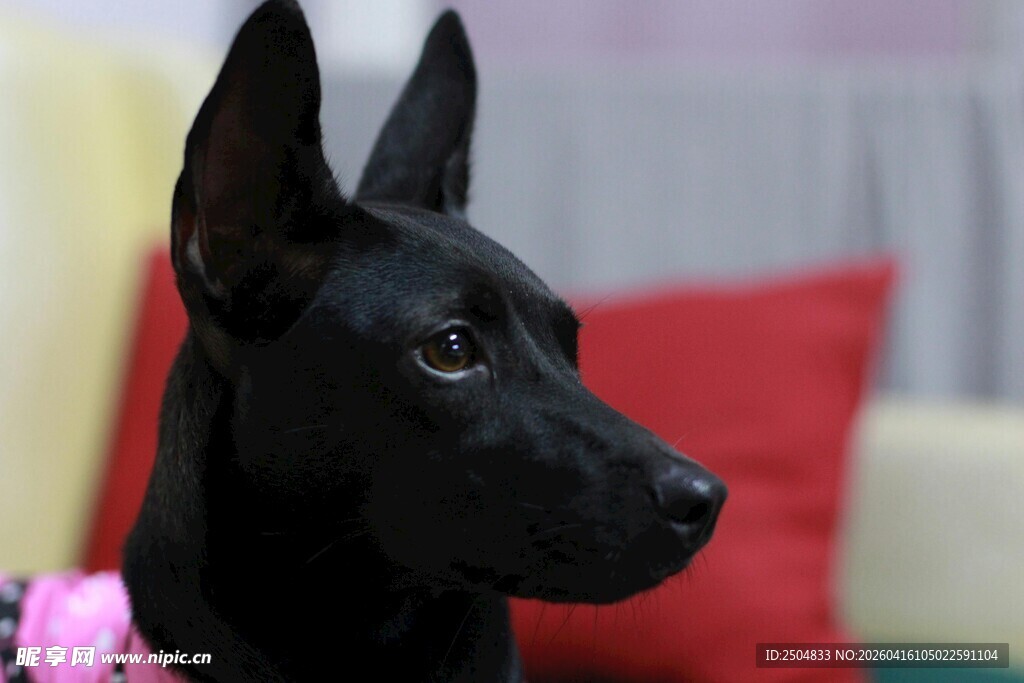 可爱黑犬身着粉色衣物