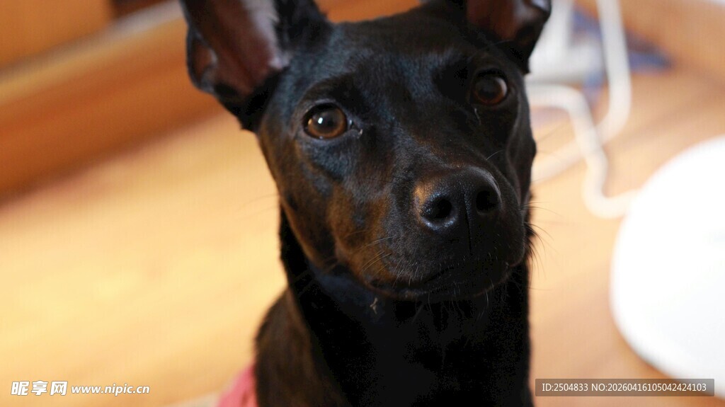 可爱黑犬抬头望镜头