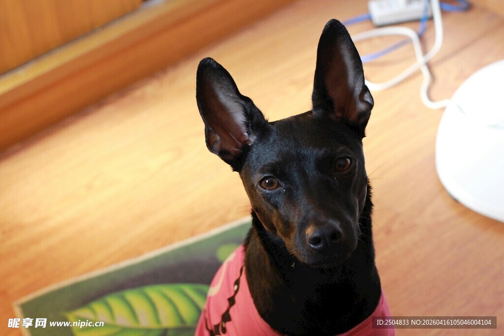 可爱黑犬穿粉衣望镜头