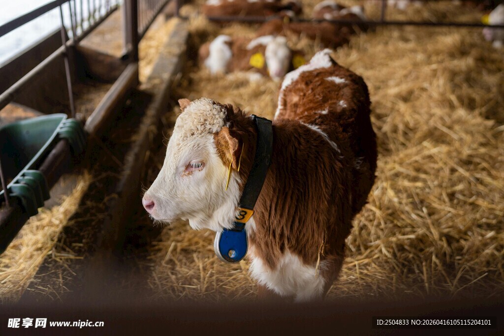 牛舍中的小牛