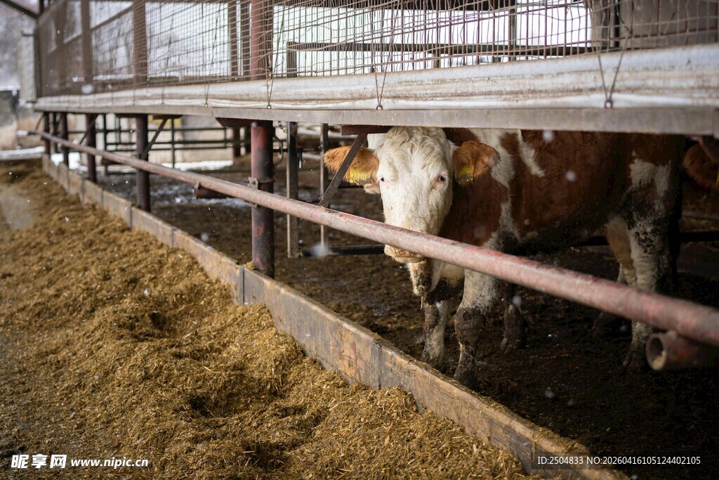 牛舍中进食的牛群