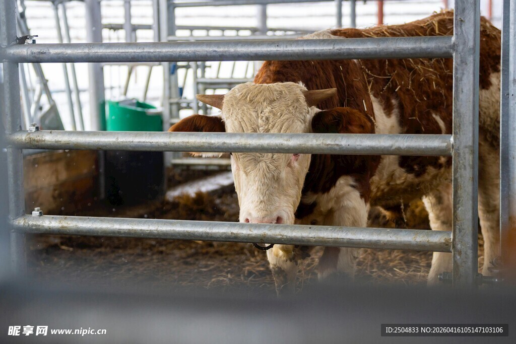 牛在金属围栏内休憩