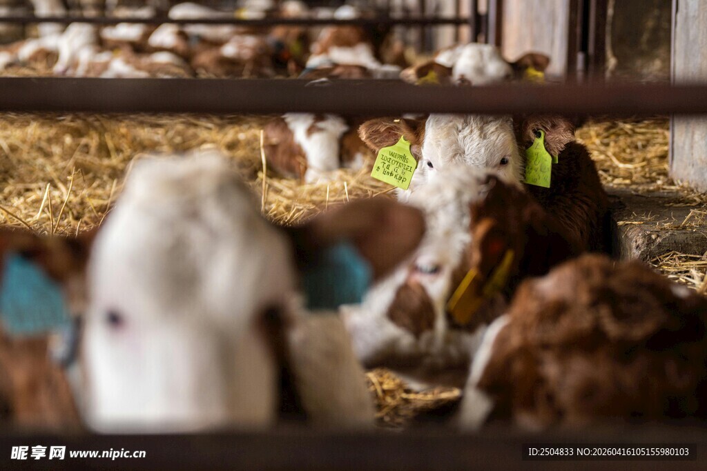 牛舍中的牛群