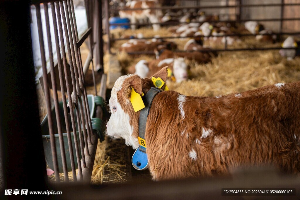 农场里的可爱小牛
