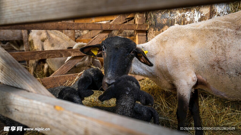 圈舍中的小牛与小羊