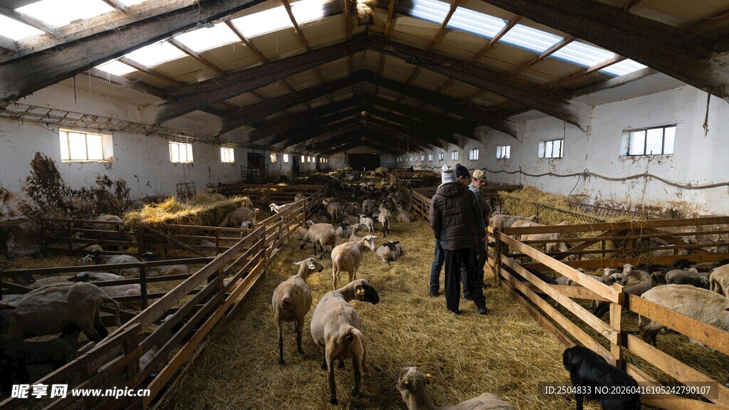 羊圈内人员与羊群场景