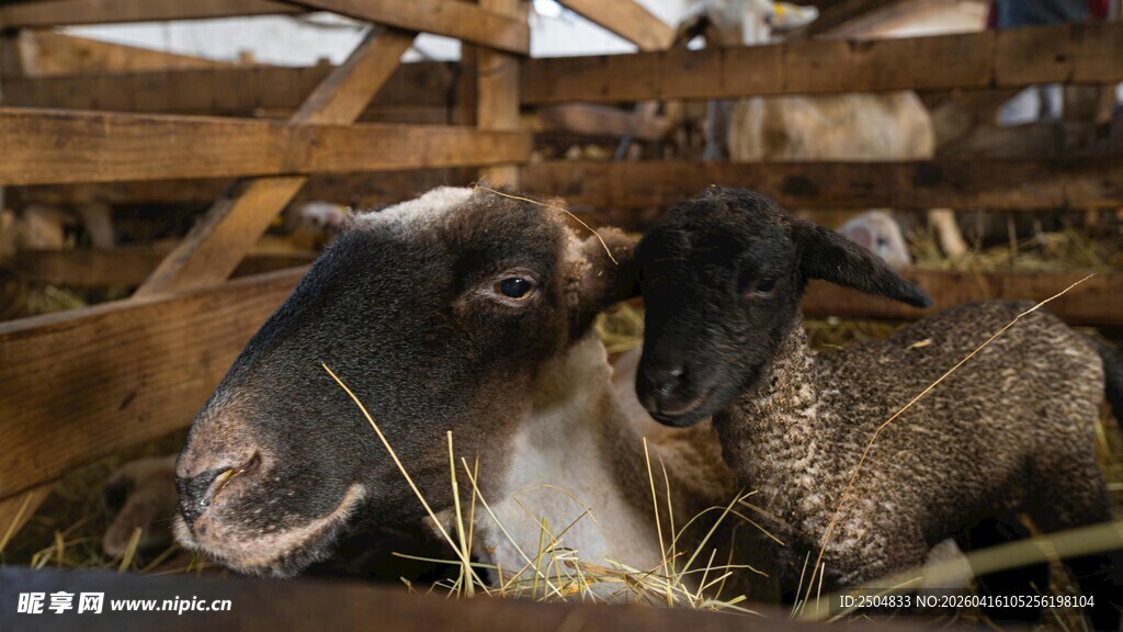 羊圈中的两只小羊羔