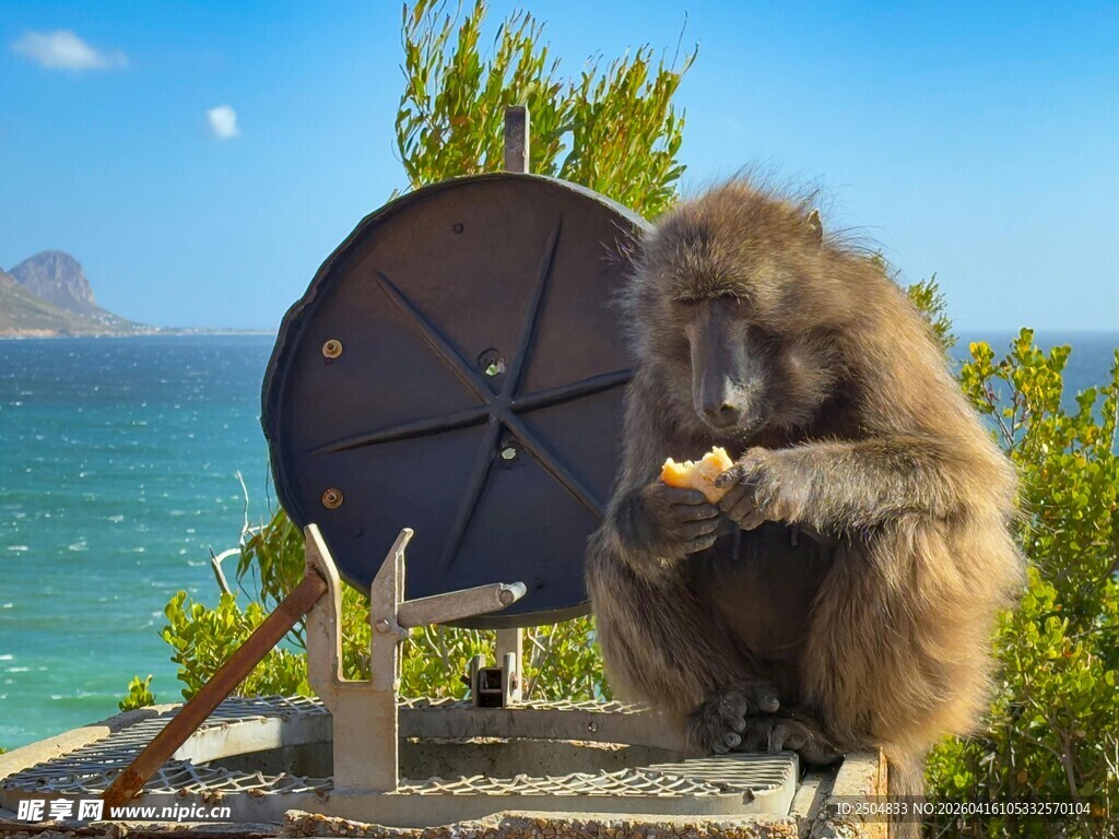 海边猴子享用美食