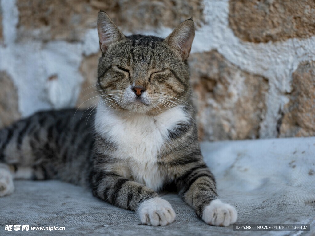 慵懒猫咪惬意趴卧
