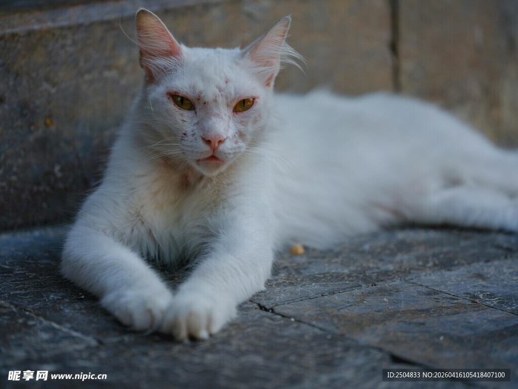 趴卧的白色猫咪