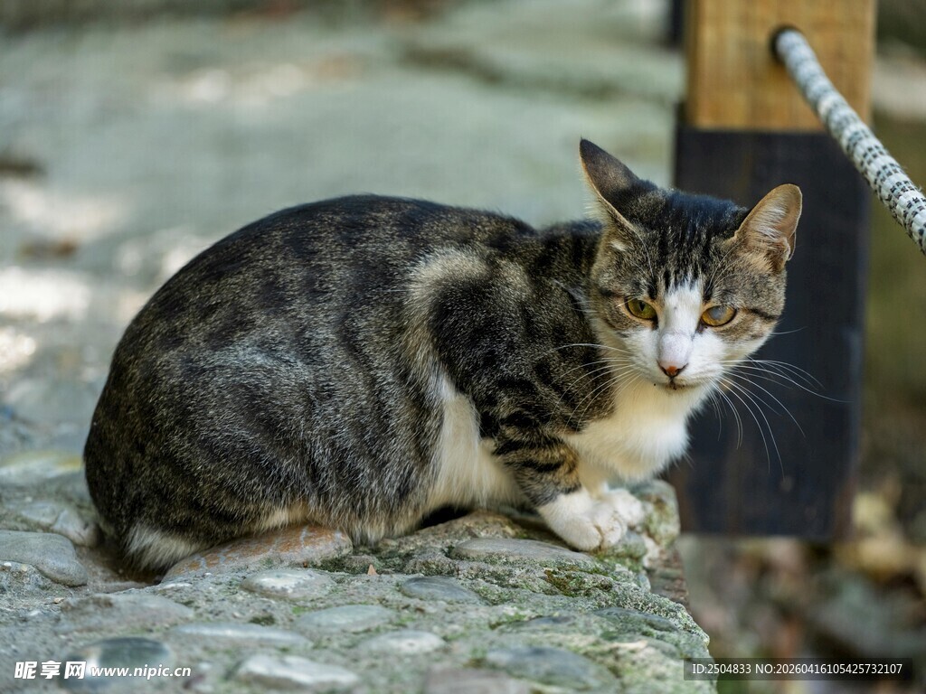 蹲坐的斑纹猫咪