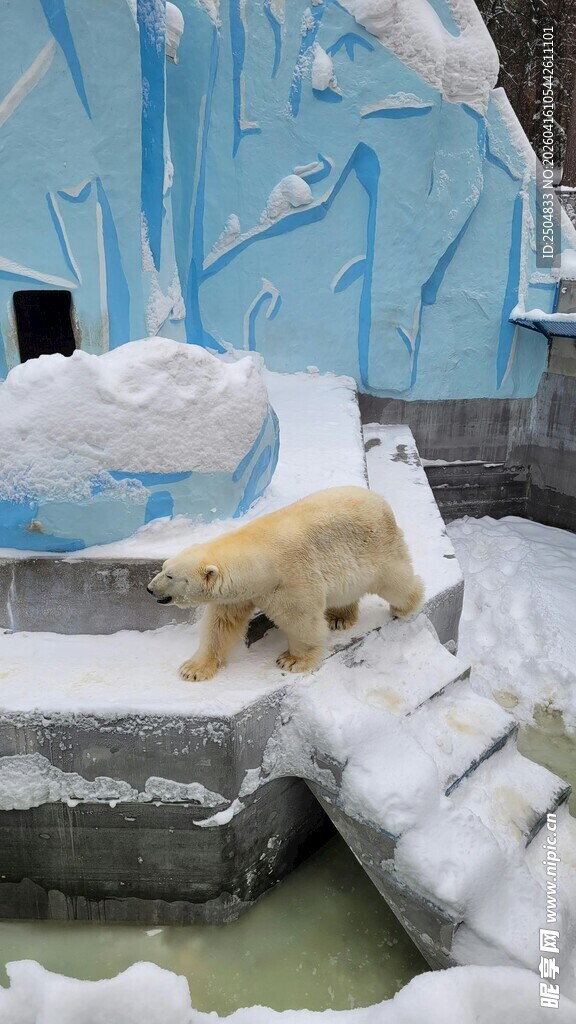 雪地中的可爱小北极熊