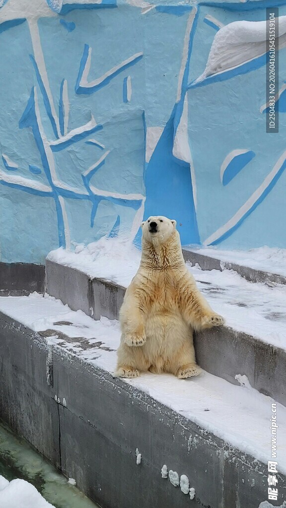 雪地中的北极熊