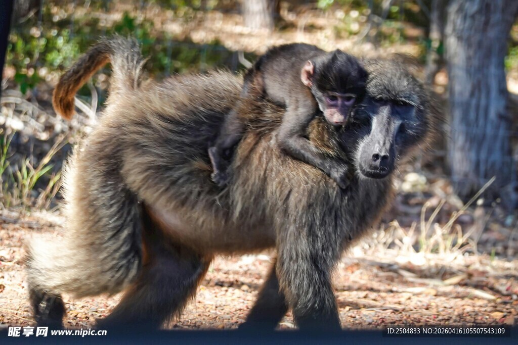 母狒狒背幼崽漫步林间