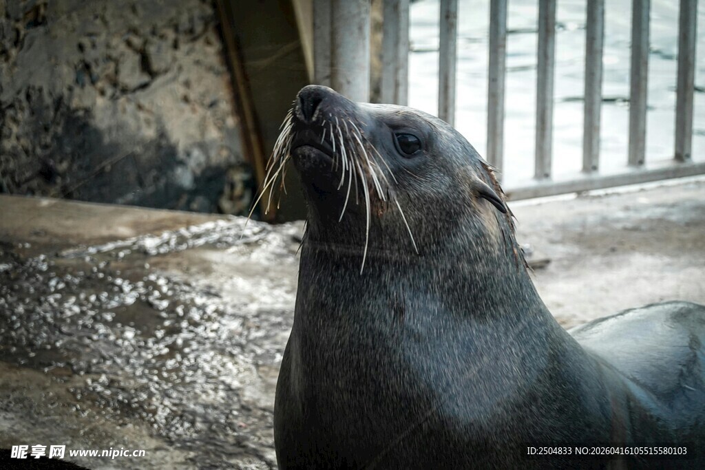 笼中海狮仰头张望