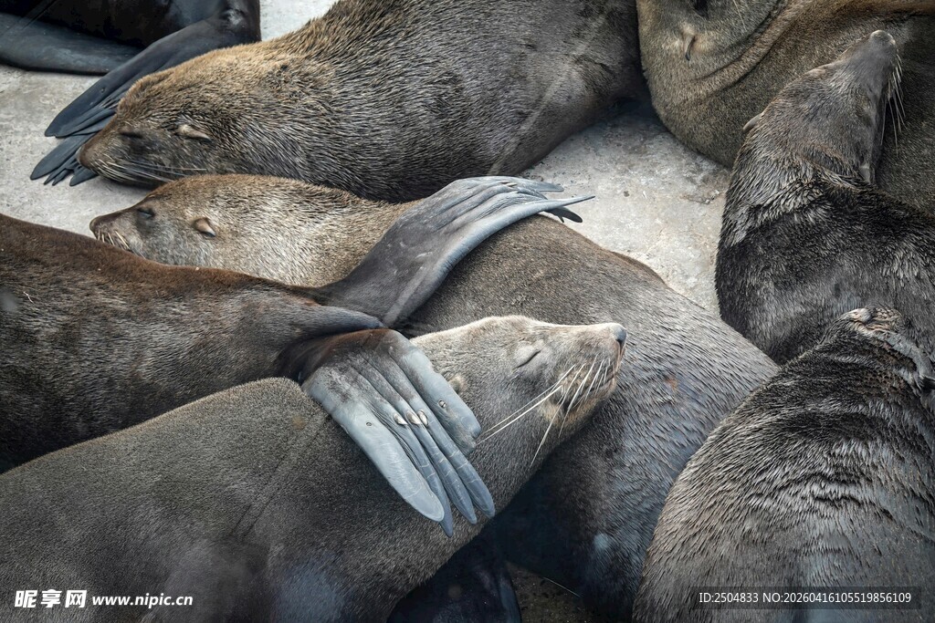 海狮群休憩