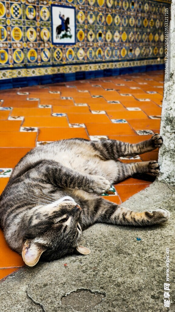 慵懒猫咪惬意躺卧