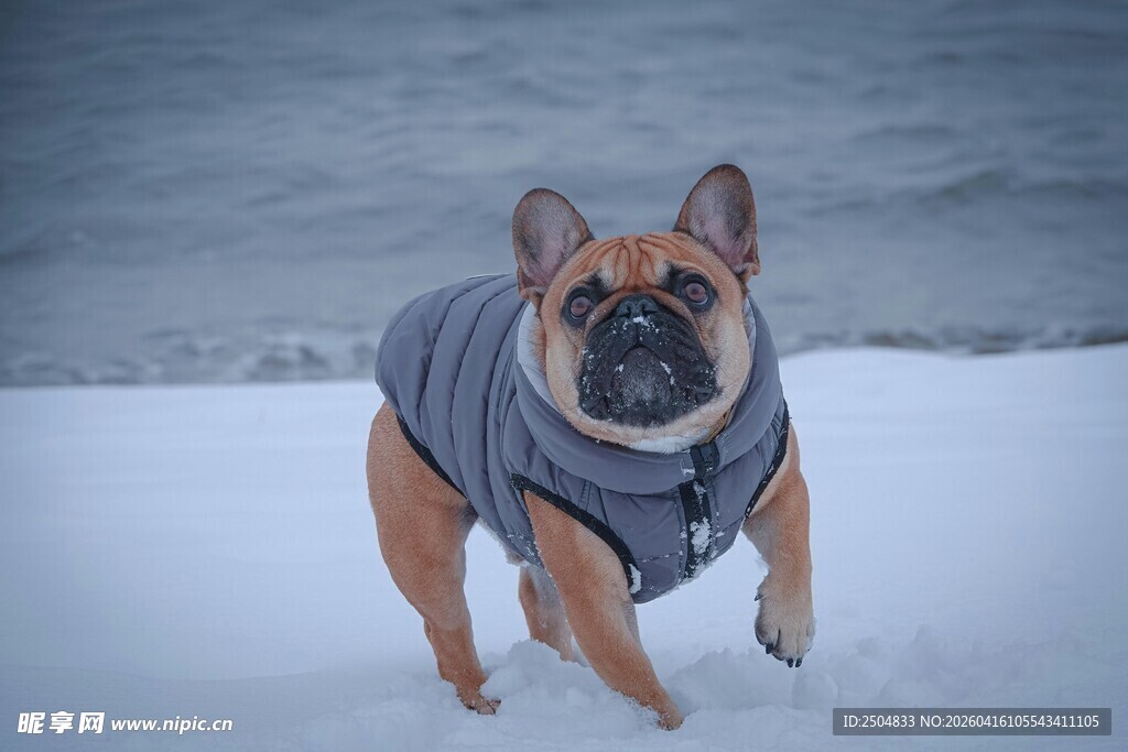 雪地中穿背心的法国斗牛犬