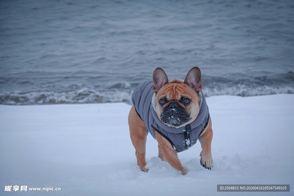 雪地中穿衣服的法斗犬