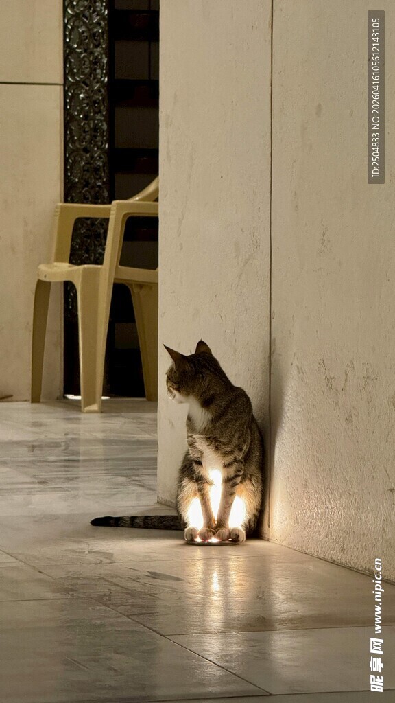 猫咪在光影下专注观察