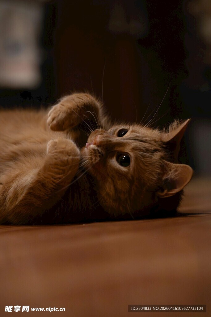 橘猫躺地玩耍超可爱