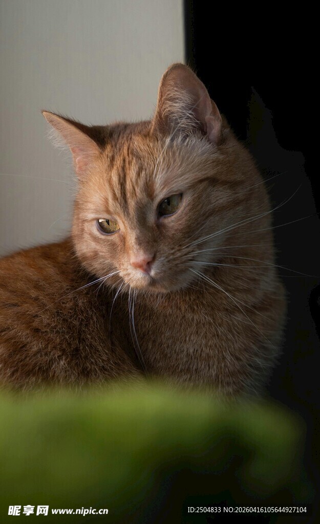 慵懒橘猫侧躺的惬意瞬间