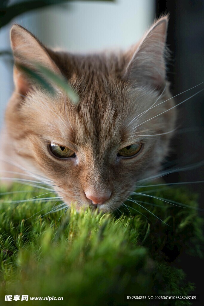 橘猫嗅闻翠绿草丛