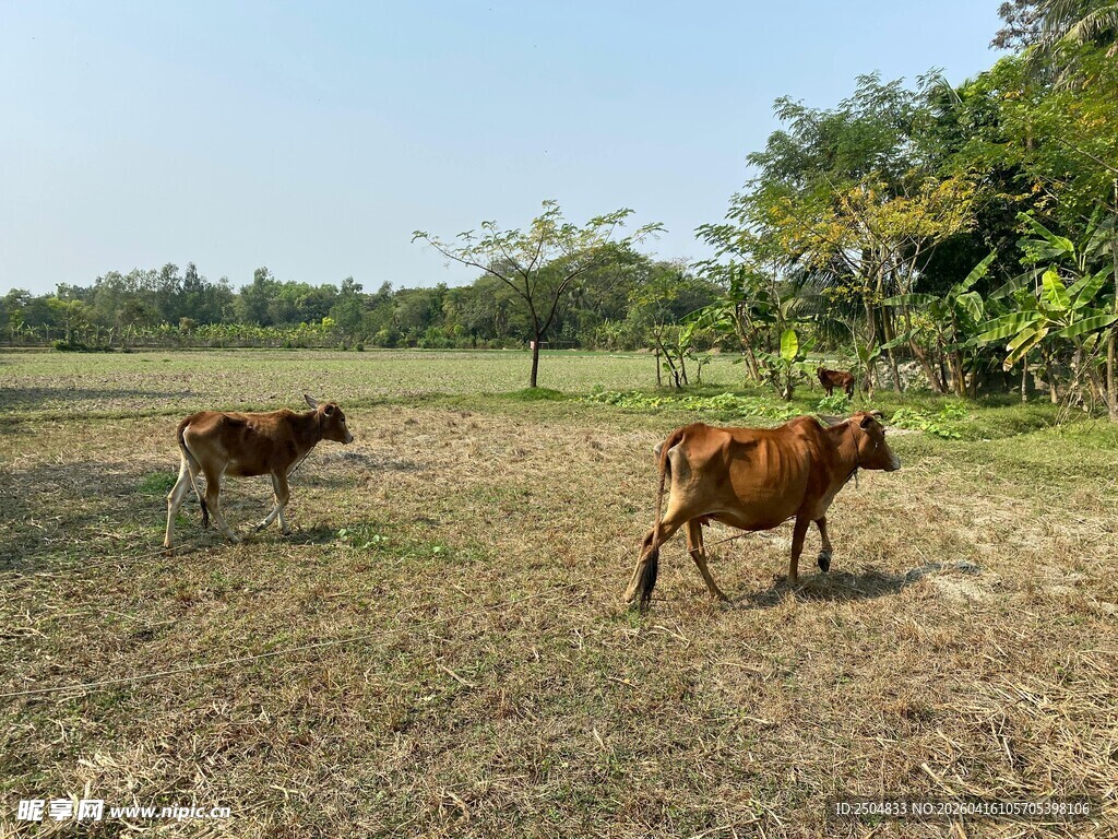 田野中的两头牛