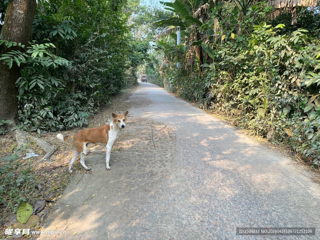 小路上的狗狗