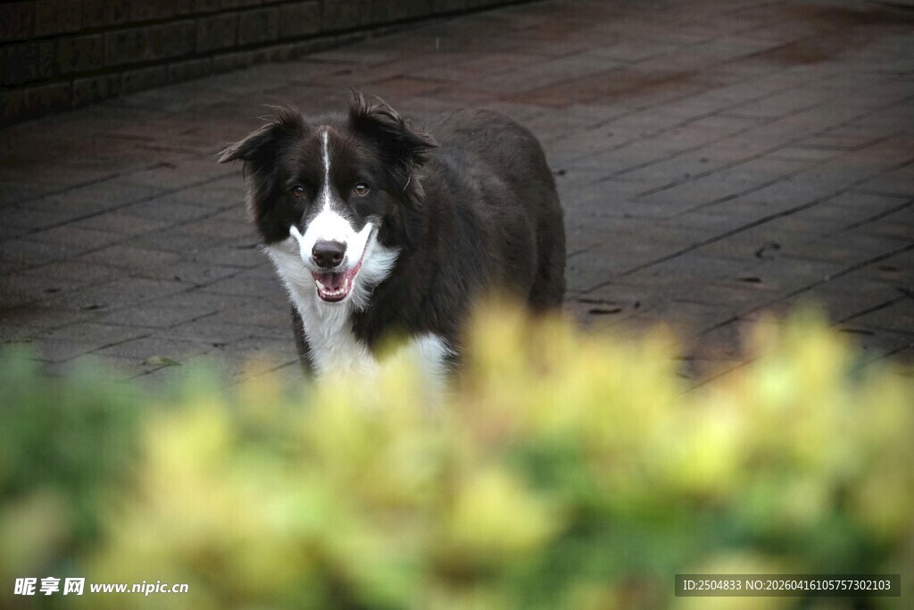 黑白边牧于花丛旁
