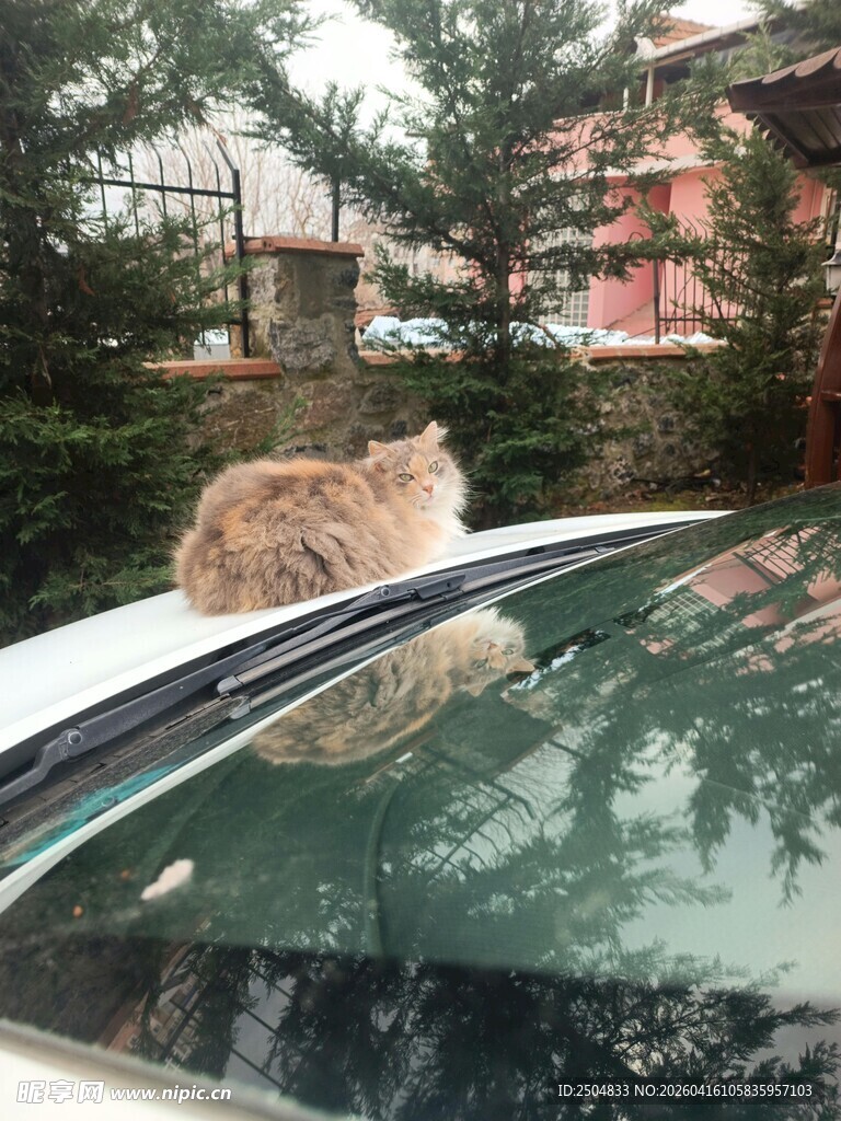 车顶休憩的猫咪