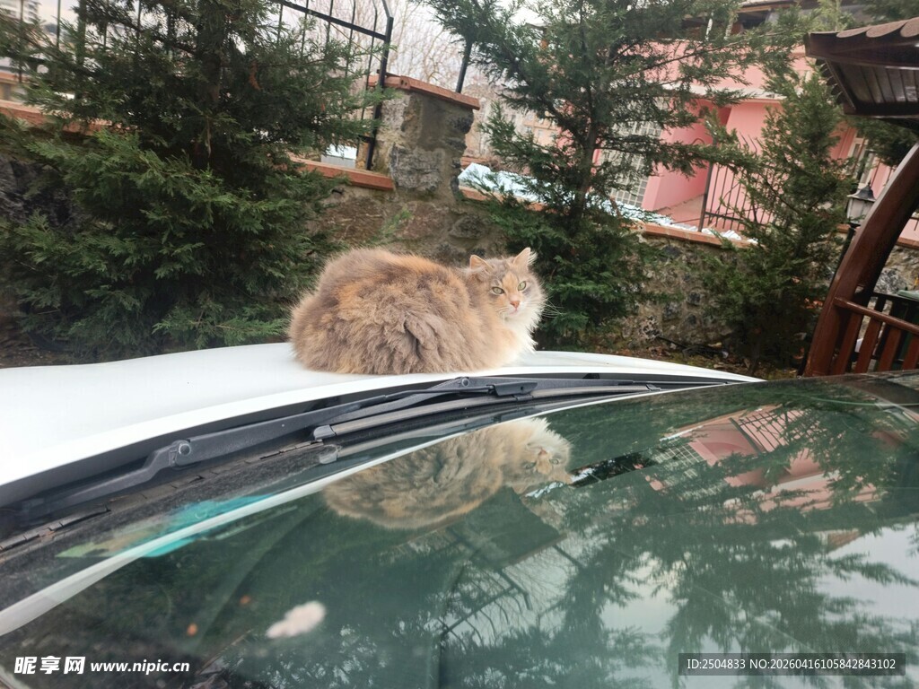 车顶猫咪眺望风景