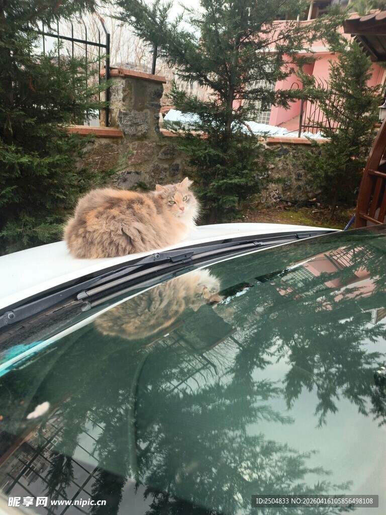 车顶休憩的猫咪