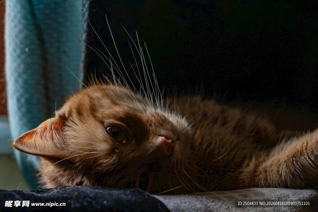 窗边小憩的橘猫