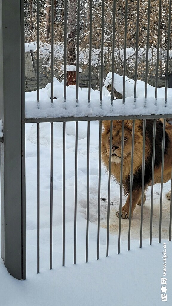 笼中狮立于雪地