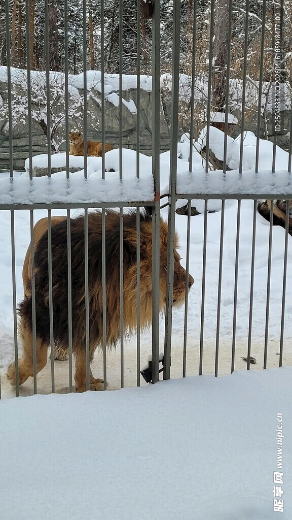 雪中铁笼里的大型动物