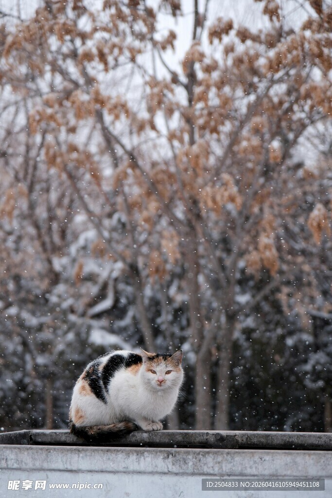 雪中猫咪依偎于树木旁