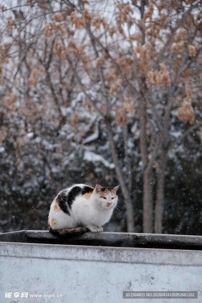 雪中栏杆上的黑白猫咪