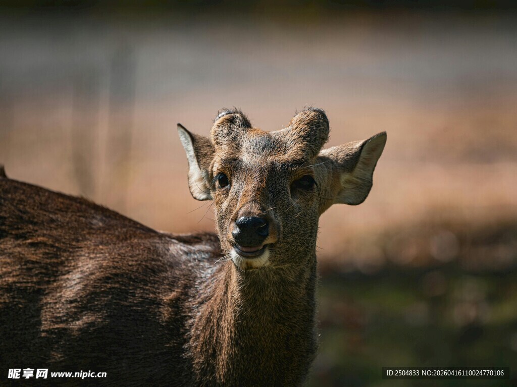 小鹿特写