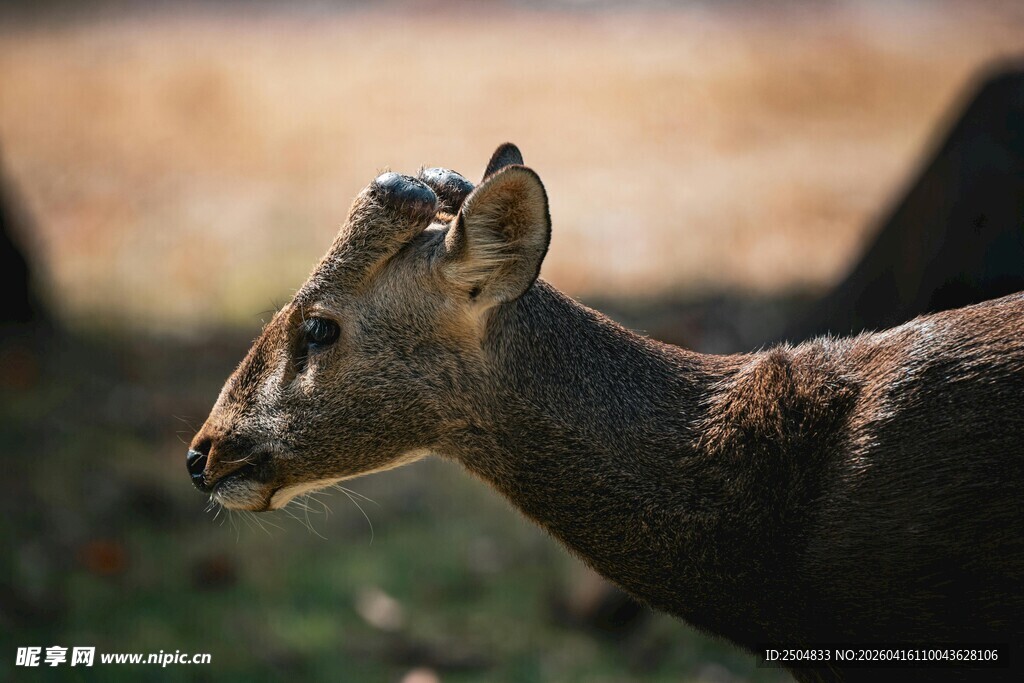野外小鹿特写