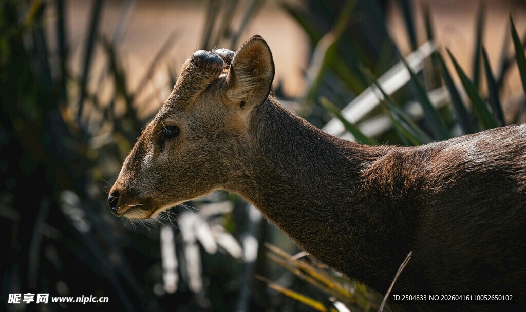 野外小鹿特写