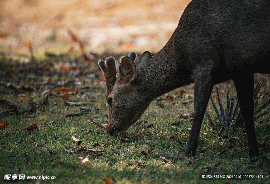 野外觅食的鹿