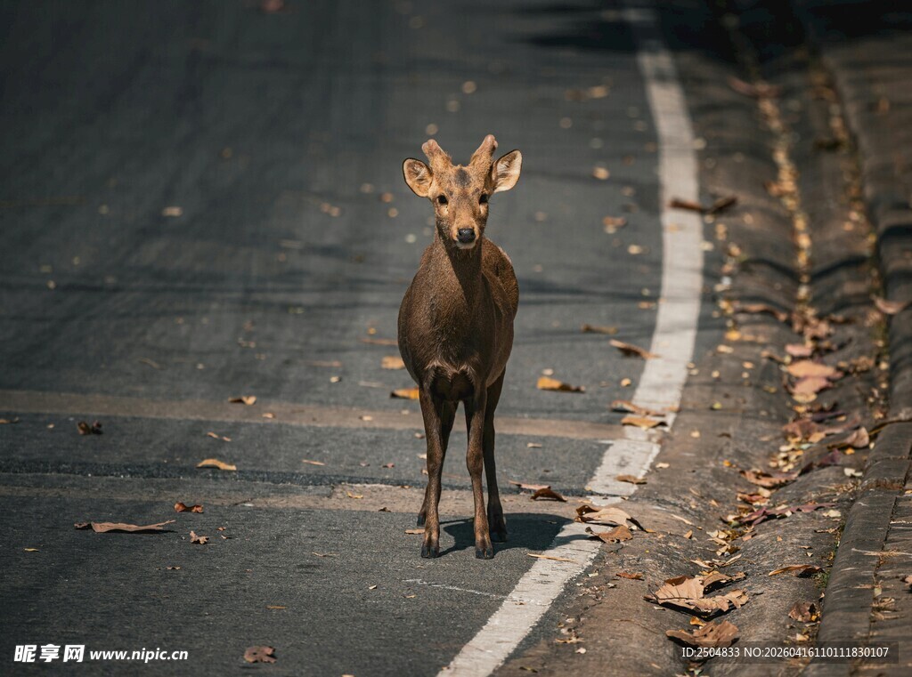 公路上行走的小鹿