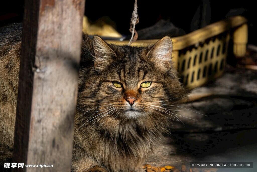 户外长毛猫的专注瞬间