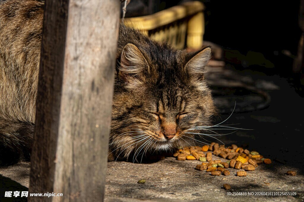 猫咪低头享用美味食物