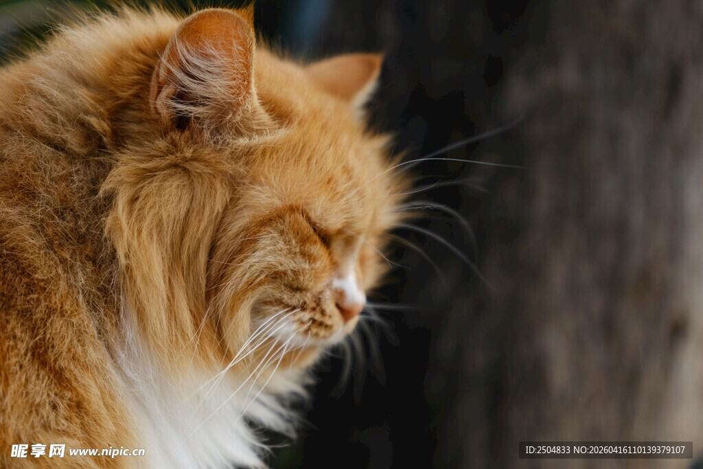 橘色长毛猫的惬意瞬间