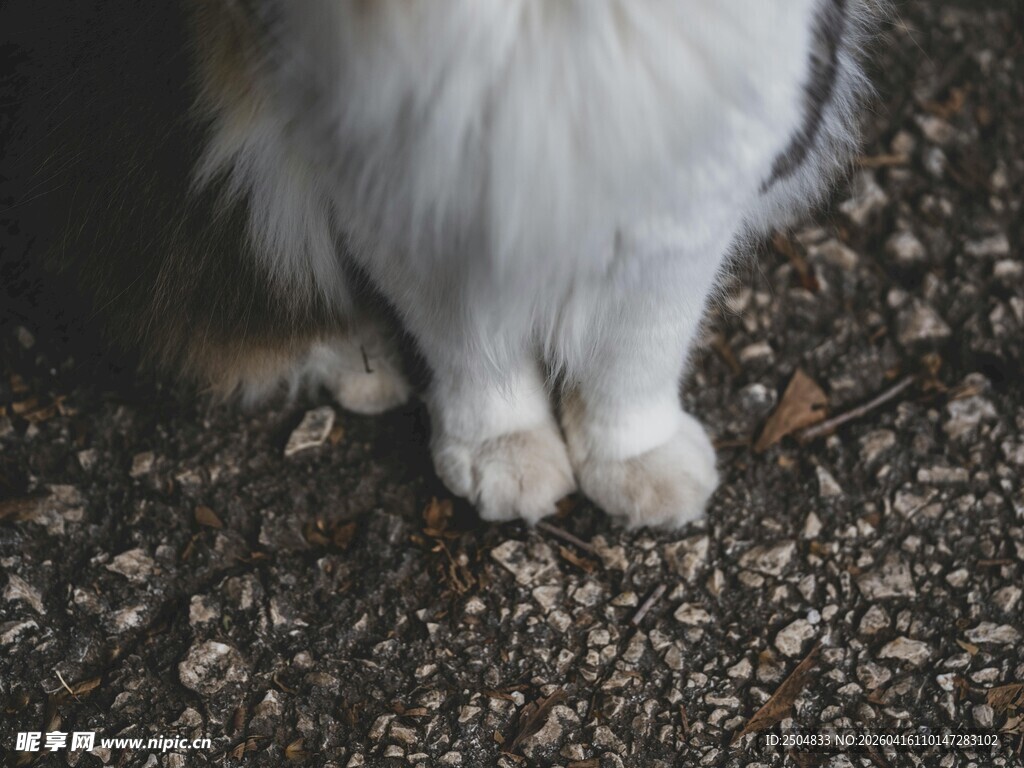 猫咪可爱的爪子特写